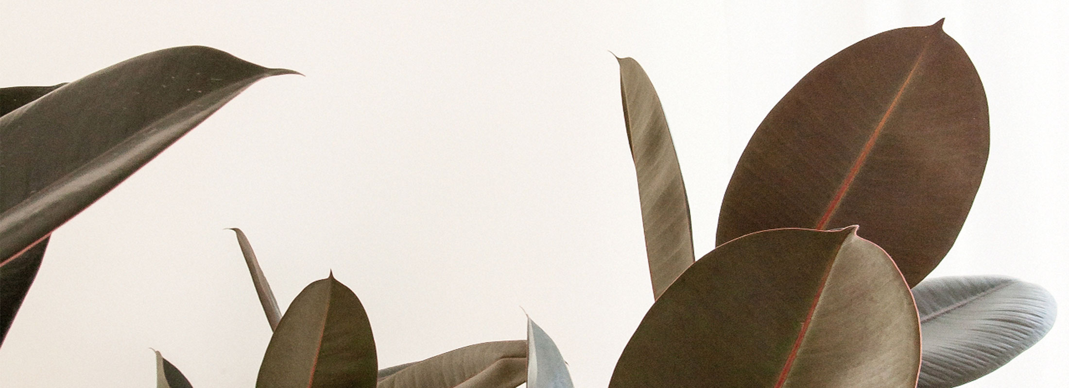 Miriam-engelkamp-innenarchitektur-biophilic_12-2